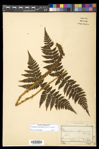 Dryopteris campyloptera image