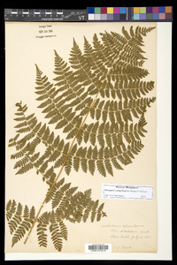 Dryopteris campyloptera image