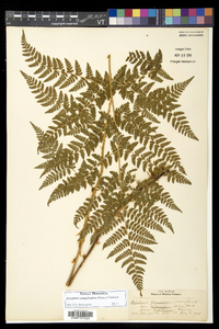 Dryopteris campyloptera image