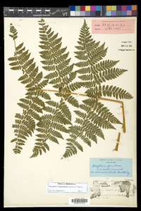 Dryopteris campyloptera image