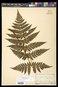 Dryopteris campyloptera image