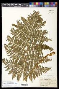 Dryopteris campyloptera image