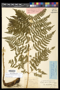 Dryopteris campyloptera image