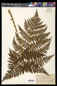 Dryopteris campyloptera image