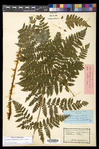 Dryopteris campyloptera image