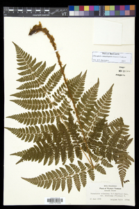 Dryopteris campyloptera image