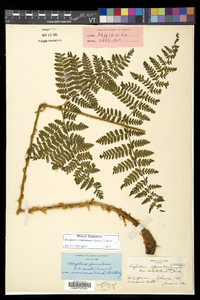 Dryopteris campyloptera image