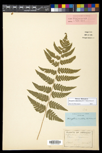 Dryopteris clintoniana image