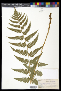 Dryopteris clintoniana image