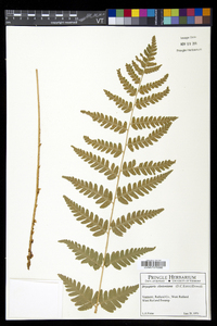 Dryopteris clintoniana image