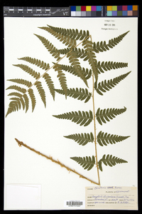 Dryopteris clintoniana image