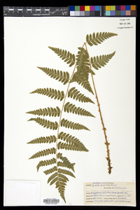 Dryopteris clintoniana image