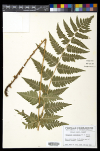 Dryopteris clintoniana image