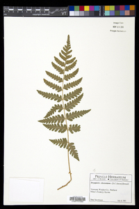 Dryopteris clintoniana image