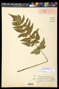 Dryopteris clintoniana image