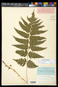 Dryopteris clintoniana image