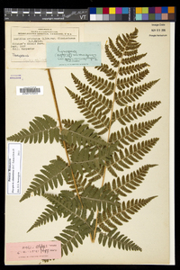 Dryopteris clintoniana image