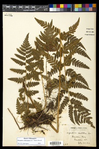 Dryopteris clintoniana image