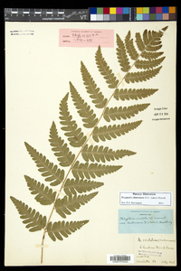 Dryopteris clintoniana image