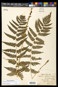 Dryopteris clintoniana image