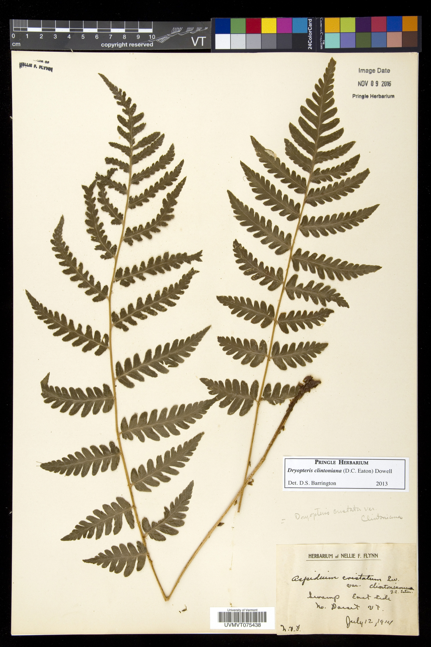 Dryopteris clintoniana image