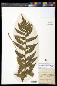 Dryopteris clintoniana image