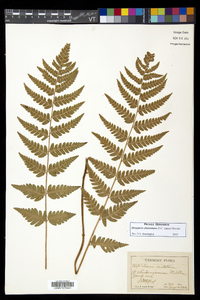 Dryopteris clintoniana image