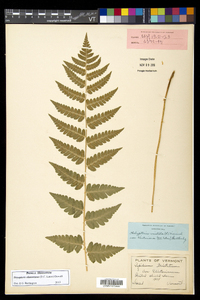 Dryopteris clintoniana image