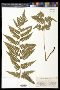 Dryopteris clintoniana image