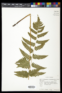 Dryopteris clintoniana image