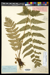 Dryopteris clintoniana image