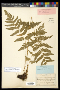 Dryopteris clintoniana image