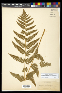 Dryopteris clintoniana image