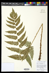 Dryopteris clintoniana image