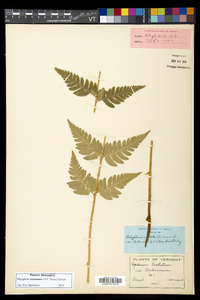 Dryopteris clintoniana image