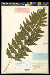 Dryopteris clintoniana image