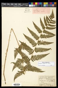 Dryopteris dowellii image