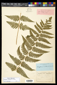 Dryopteris dowellii image