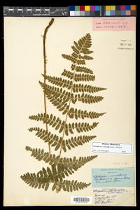 Dryopteris dowellii image