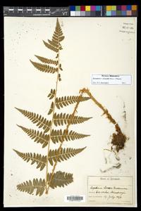 Dryopteris dowellii image