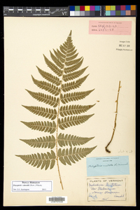 Dryopteris dowellii image