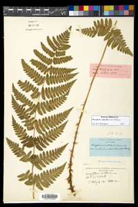 Dryopteris dowellii image