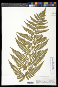 Dryopteris dowellii image