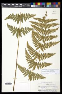 Dryopteris dowellii image