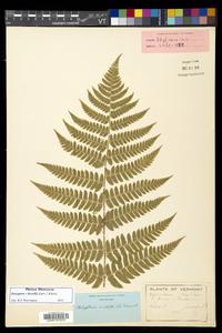 Dryopteris dowellii image