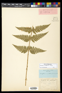 Dryopteris dowellii image