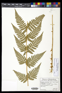 Dryopteris dowellii image