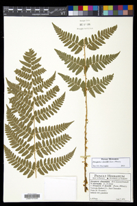 Dryopteris dowellii image