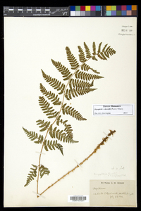 Dryopteris dowellii image