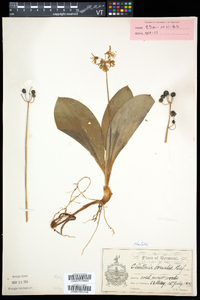 Clintonia borealis image